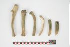Foto von Bronzesitula (NHMW-PRAE-024488)